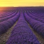 lavender field uniform report formatting concept