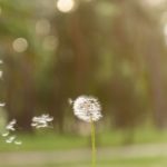 dandelion seeds blowing spss course offerings expansion concept