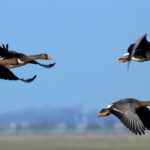 bird migration cognos planning to tm1 concept