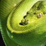 green python