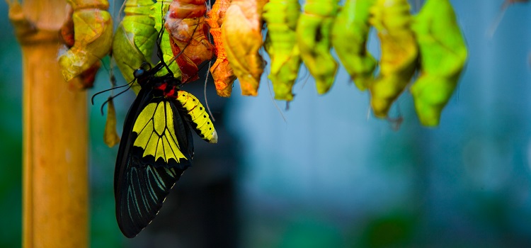 butterfly birth transform sales performance management concept