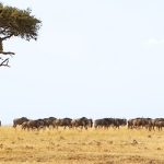 Migrating Cognos Wildebeest Concept