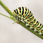 caterpillar metamorphosis concept