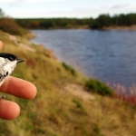 release of a bird