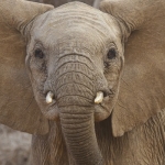 Wild African Elephant