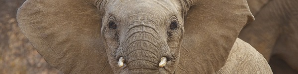 top 5 articles 2015 no 4 image: hadoop ecosystem elephant