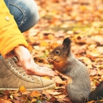 Feeding Squirrel Empathy in Design Thinking Concept