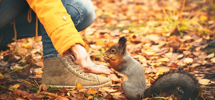 Feeding Squirrel Empathy in Design Thinking Concept