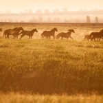herd of horses analytics adoption concept