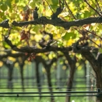 master data management maintained vineyard concept