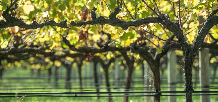 master data management maintained vineyard concept